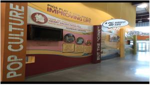 Environmental graphics at the exhibit pictured below delight and educate visitors about pig and beef farming