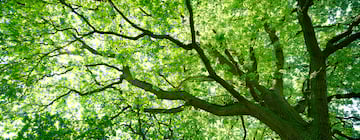 Incredible Feats of Reforestation to Inspire Your Sustainability Efforts Incredible Feats of Reforestation to Inspire Your Sustainability Efforts